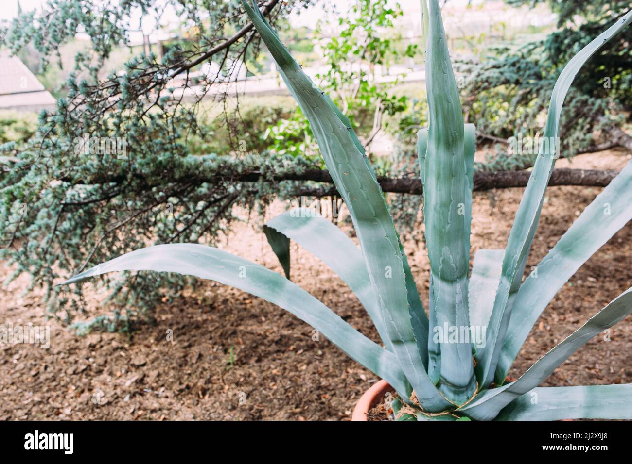 Cactus grande nelle pentole. Cactus per decorazione. Cactus soffice con aghi lunghi. Foto Stock