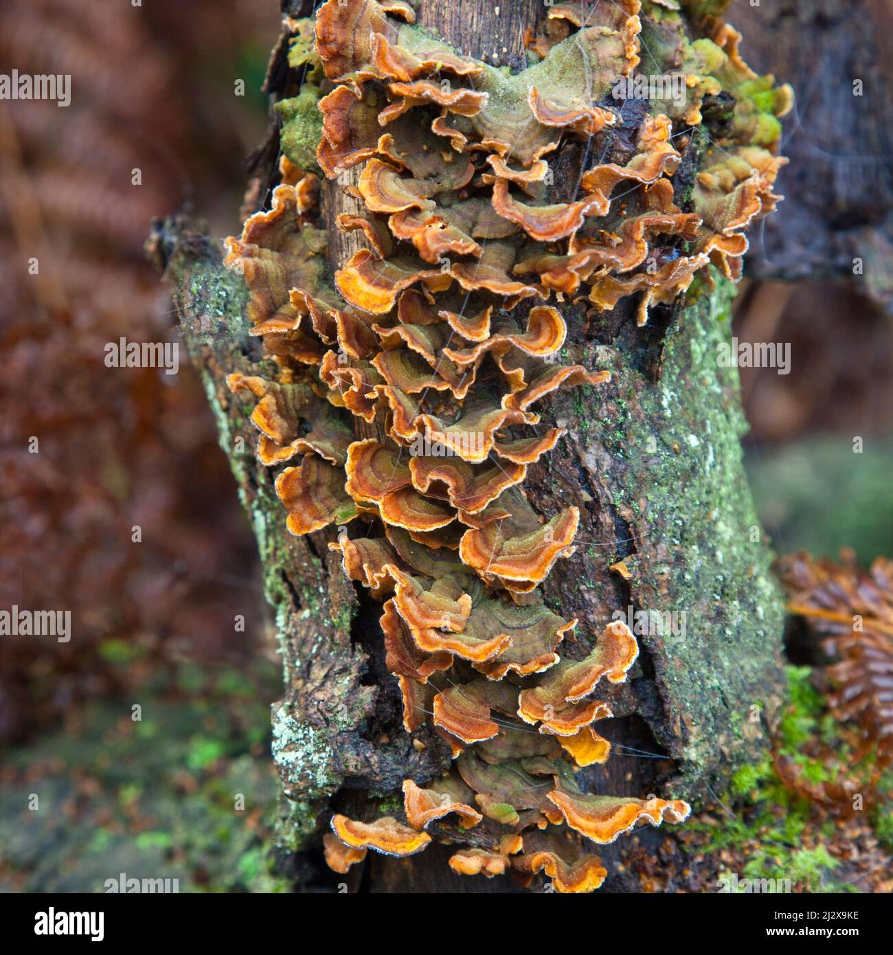 Funghi Bracket Trametes Versicolor (Turkeytail) su ceppo di albero marcio in autunno Cannock Chase Country Park AONB (area di straordinaria bellezza naturale) in Foto Stock