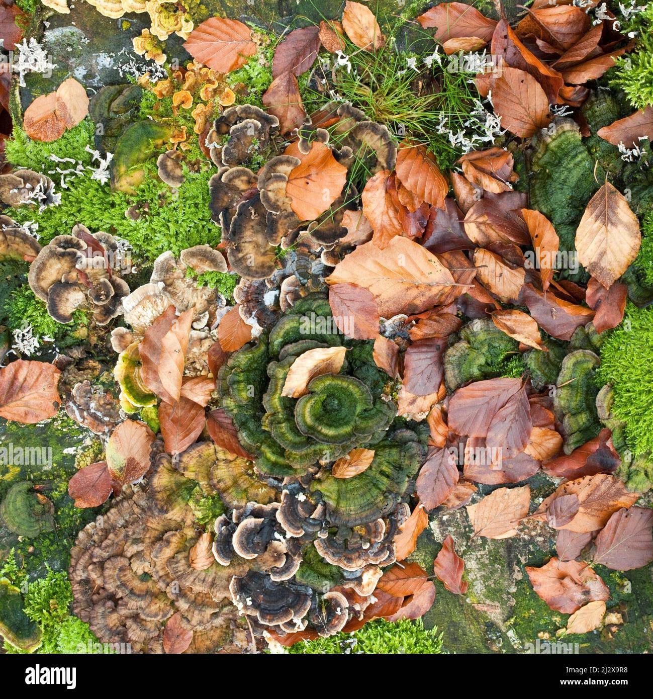 Funghi Moss Lichens e alghe colonizzati su ceppo di albero a fine autunno Cannock Chase AONB (area di straordinaria bellezza naturale) in Staffordshire Inghilterra U. Foto Stock
