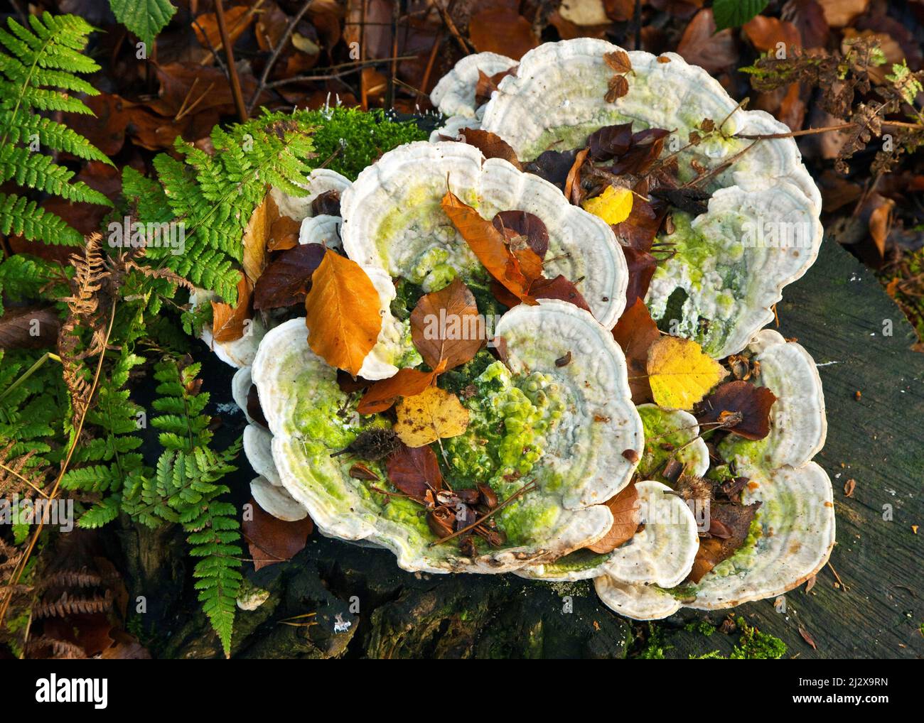 Staffa funghi con alghe in Antico bosco di quercia primo piano dettagli di albero Cannock Chase AONB (zona di straordinaria bellezza naturale) in Staffordshire Foto Stock