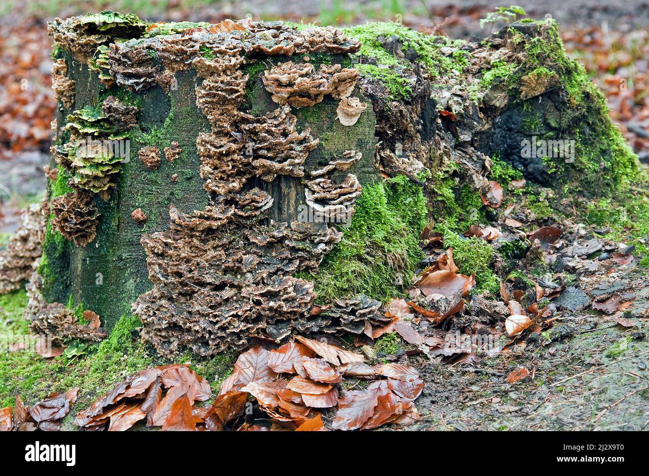 Decaduto ceppo di quercia vecchio colonizzato con Moss, Lichen, e alghe. Cannock Chase Area di straordinaria bellezza naturale nel tardo inverno Staffordshire Foto Stock