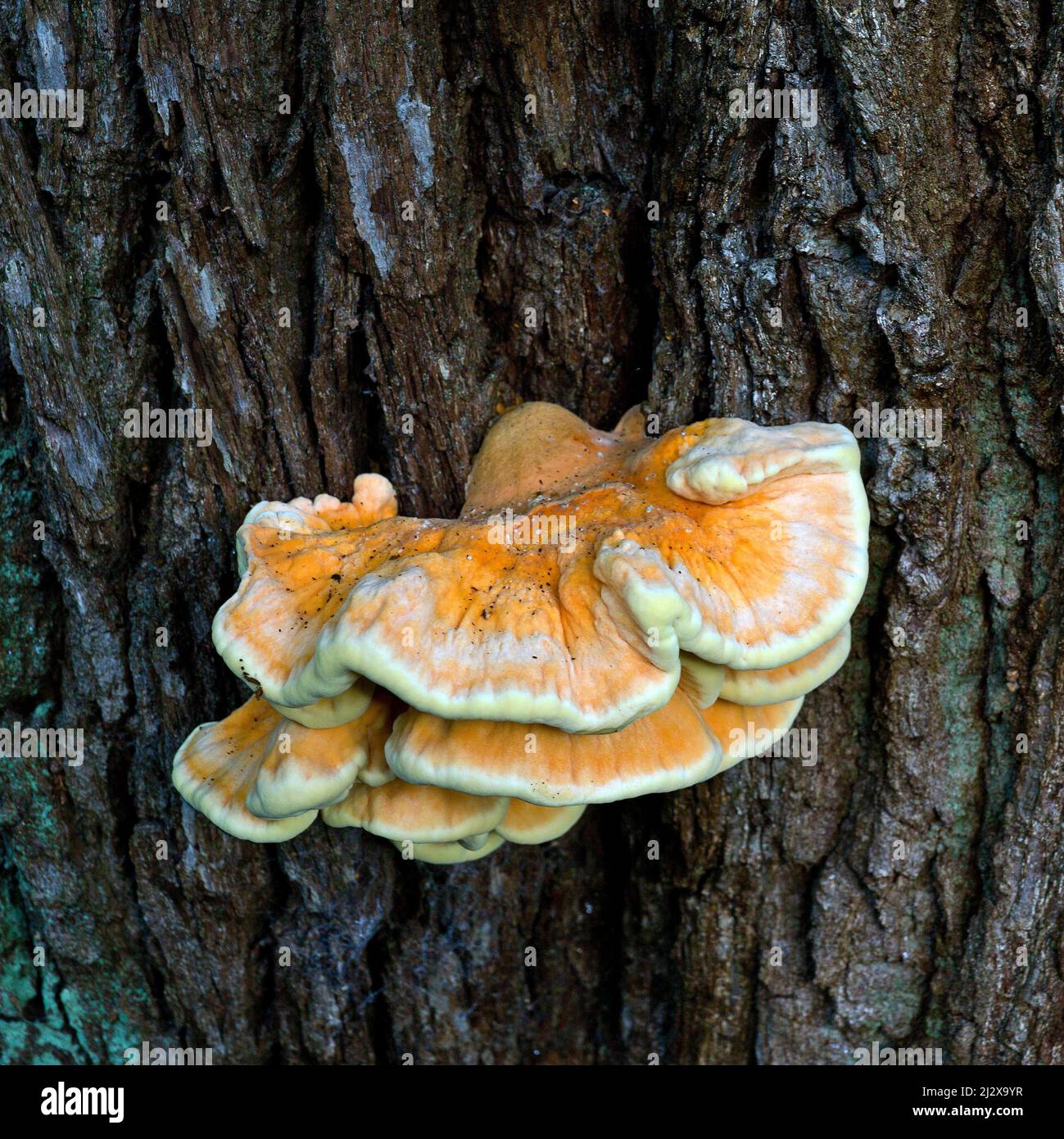 Laetiporous sulfureus Sulphur Shelf comune Pollo funghi; Rovere HoastOrange giallo e verde pallido staffa funghi ospitati su vecchia corteccia di quercia in ritardo Foto Stock