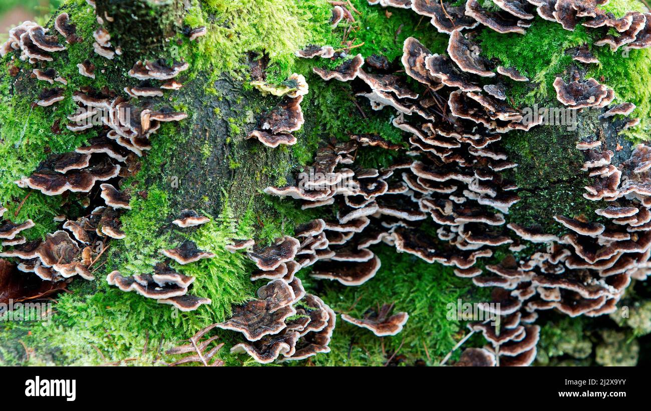 Funghi e muschio bruno scuro che crescono su acrobazie vecchie su Cannock Chase AONB Foto Stock