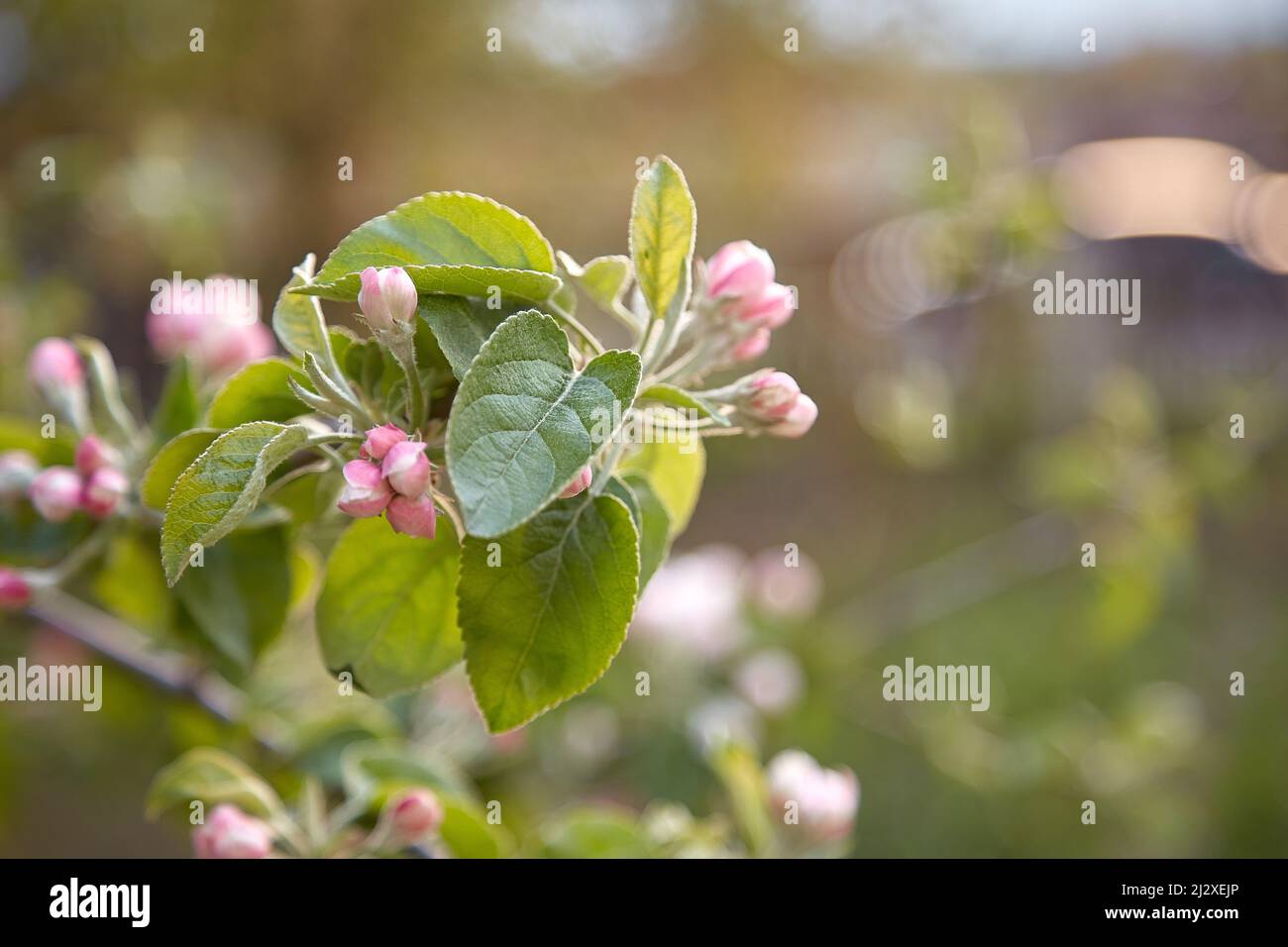 Giardino di primavera. Fioriture di melo. Spazio di copia. Bellezza estetica. Foto Stock