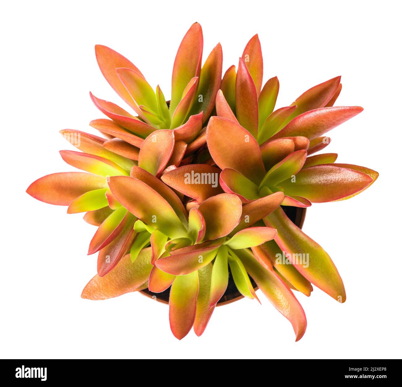 Pianta di Crassula capitella isolata su sfondo bianco Foto Stock