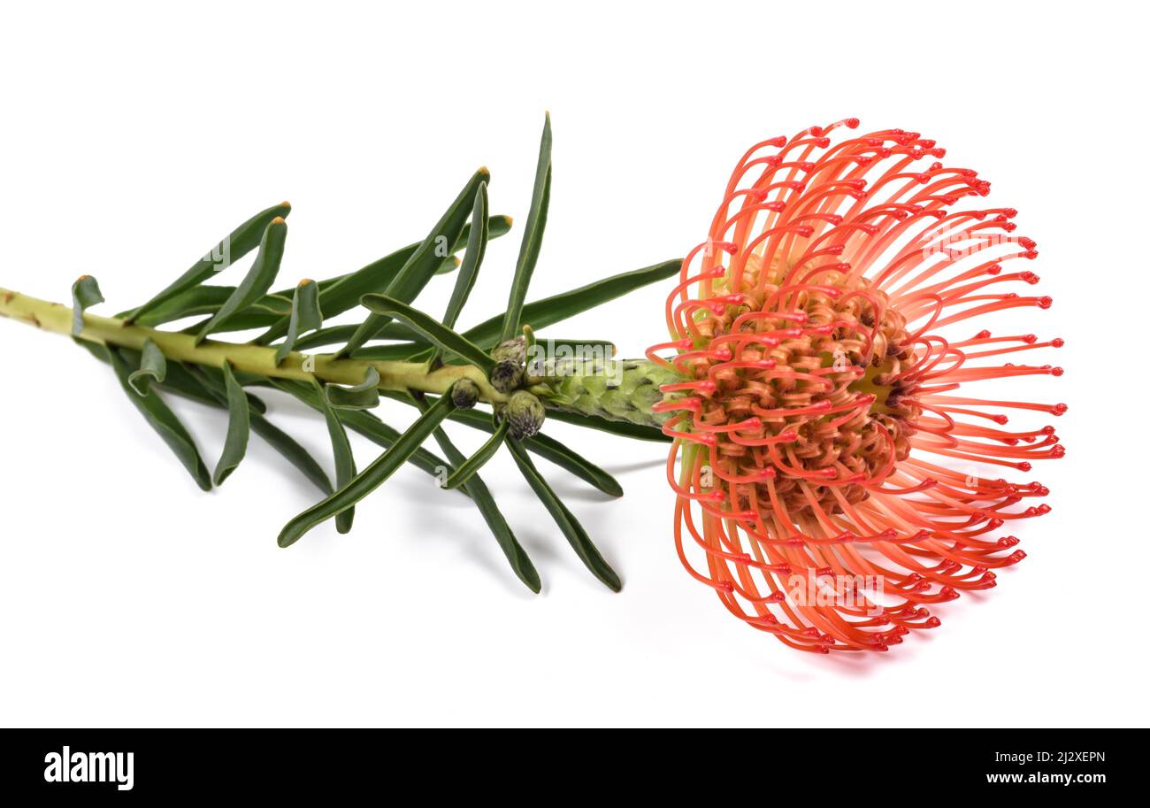 Leucospermum cordifolium isolati su sfondo bianco Foto Stock