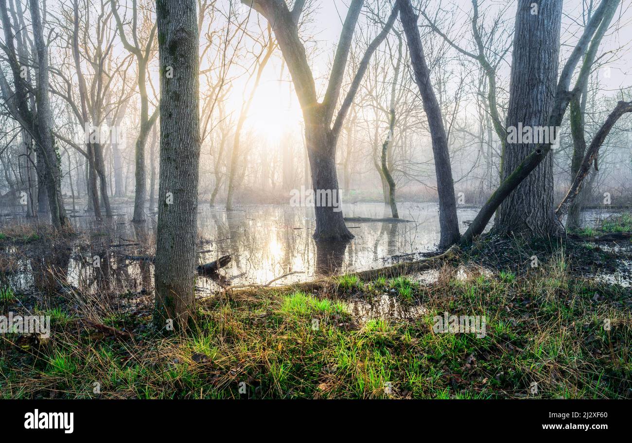 La bella vista della foresta in una mattina nebbia. Caperton Swamp Park. Indian Hills, Kentucky. Foto Stock