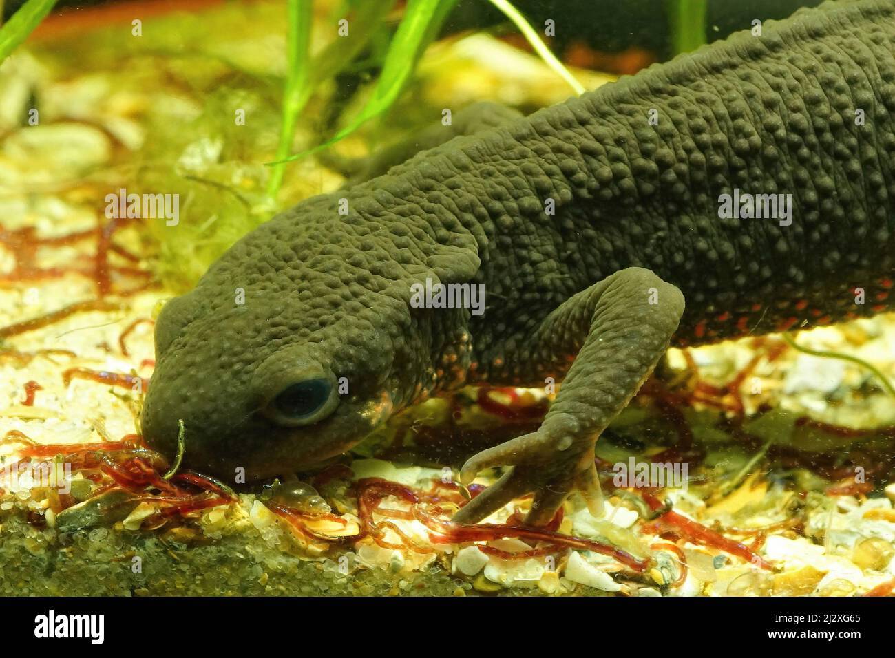 Primo piano su un adulto acquatico giapponese fuoco belligerato newt , Cynops pirrogaster, nutrendo su sangue rosso vermi Foto Stock