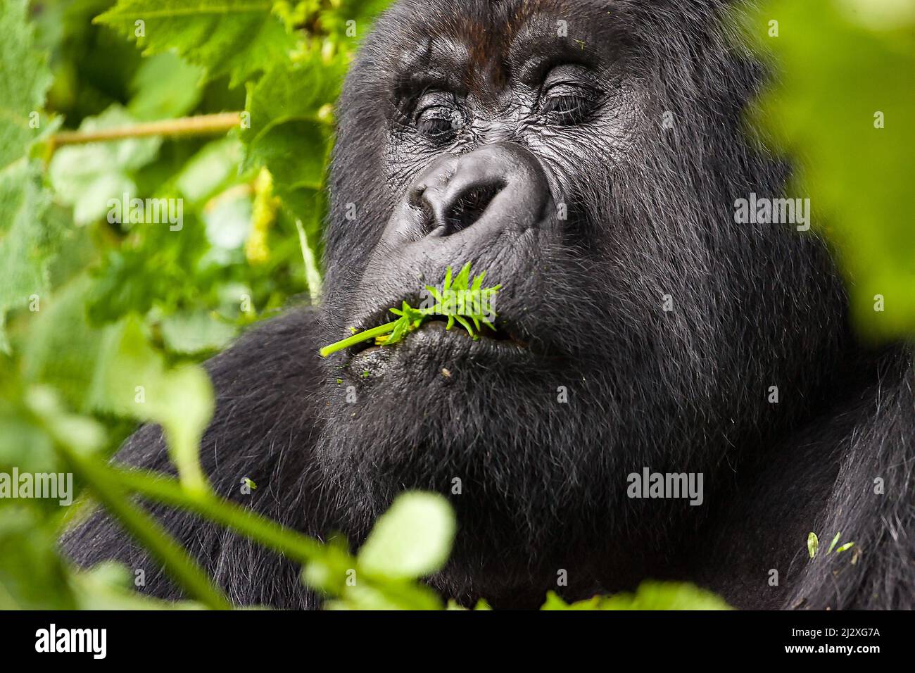 Guhonda Silverback Gorilla nel Parco Nazionale di Virunga foglie mungenti, Ruanda, Africa Foto Stock