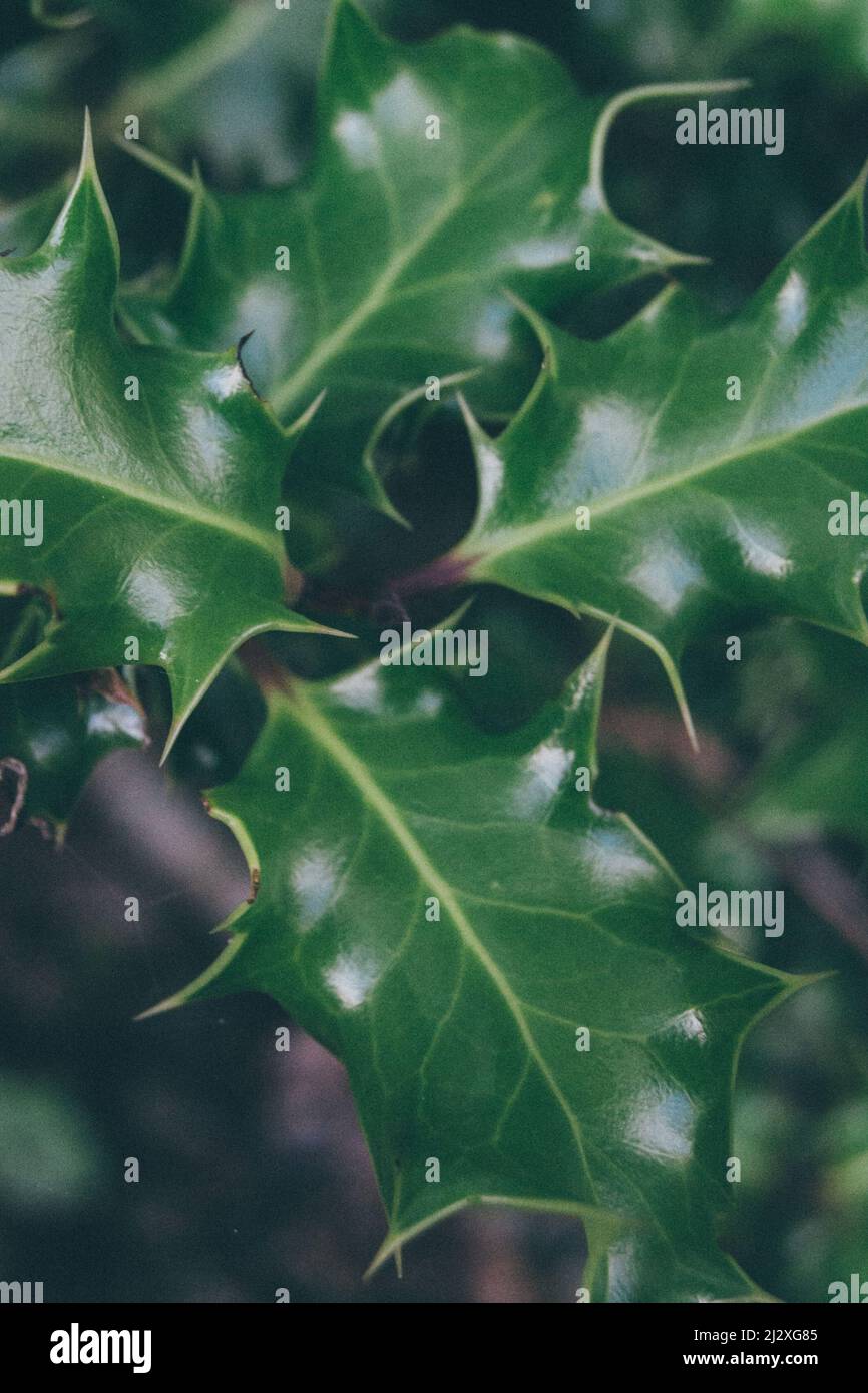 Le foglie di Holly da un hedge scozzese si siedono in un motivo trio. Foto Stock