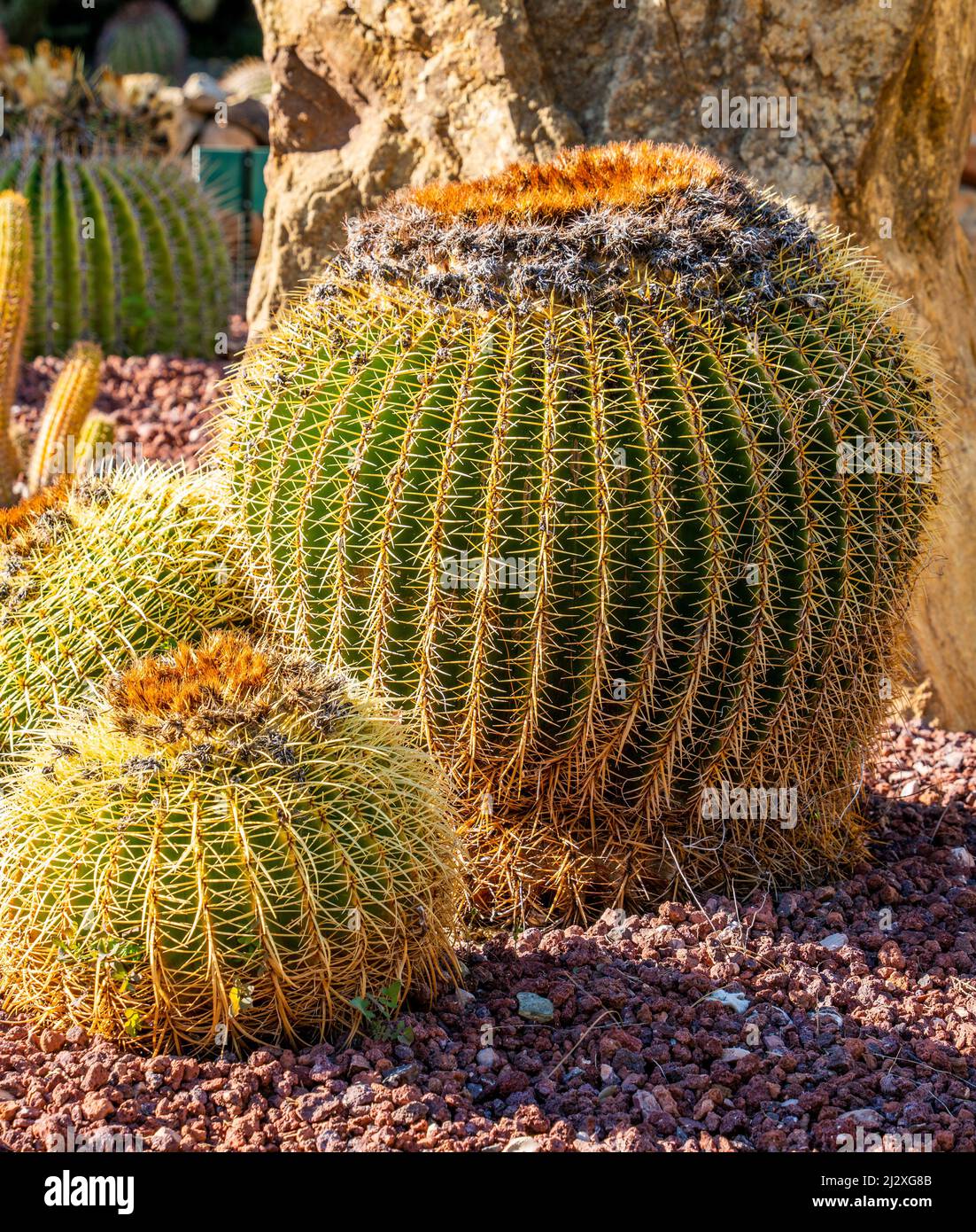 Primo piano di Pincushion euforbia, Barrel di latte africano (Euphorbia aggregata) Foto Stock