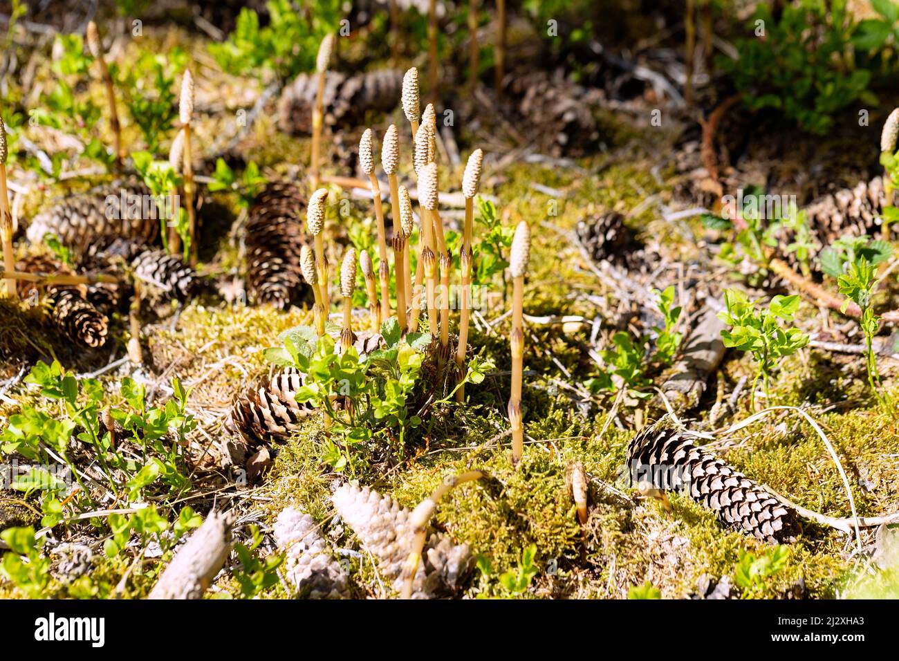 Foresta di Horsetail, Equisetum silvaticum, punte di spore, Horsetail su suolo forestale Foto Stock