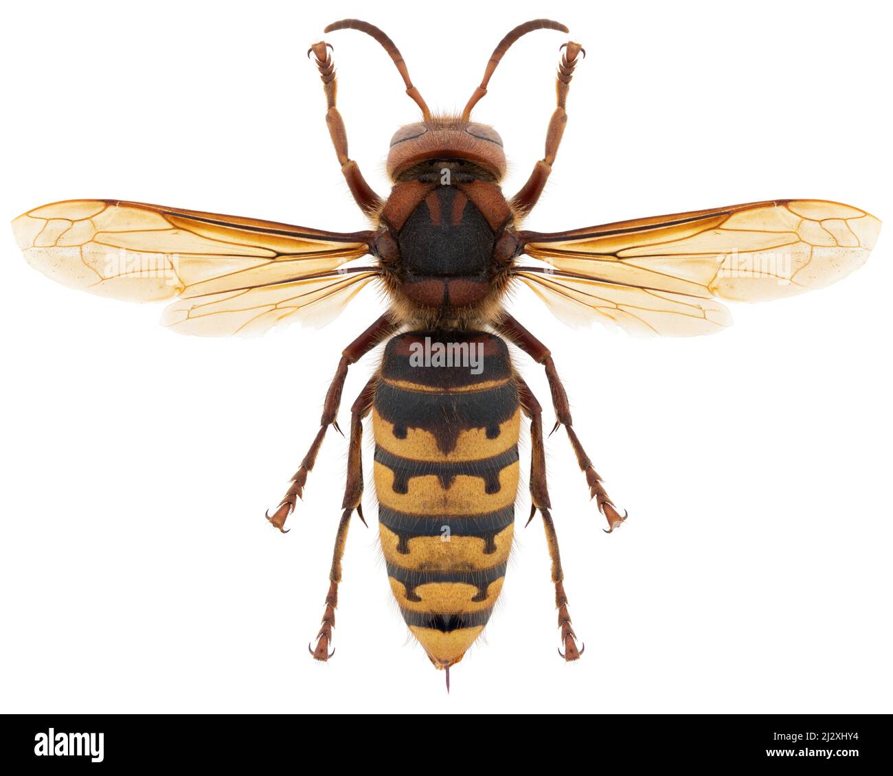 Hornet specie Vespa crabro, nome banale: Cavetto europeo. Foto Stock