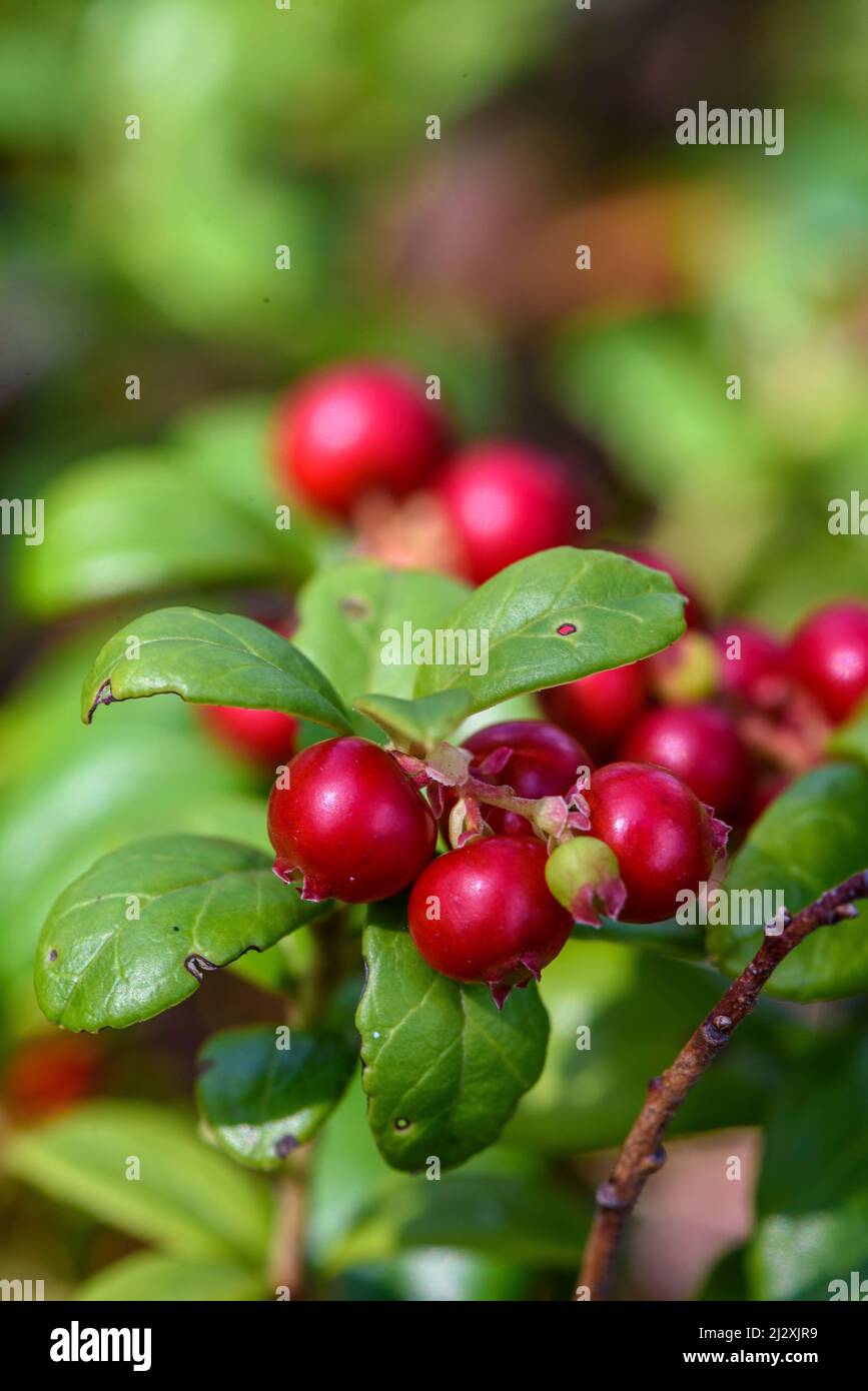 Cranberry nel Parco Nazionale di Patvinsuo, Finlandia Foto Stock