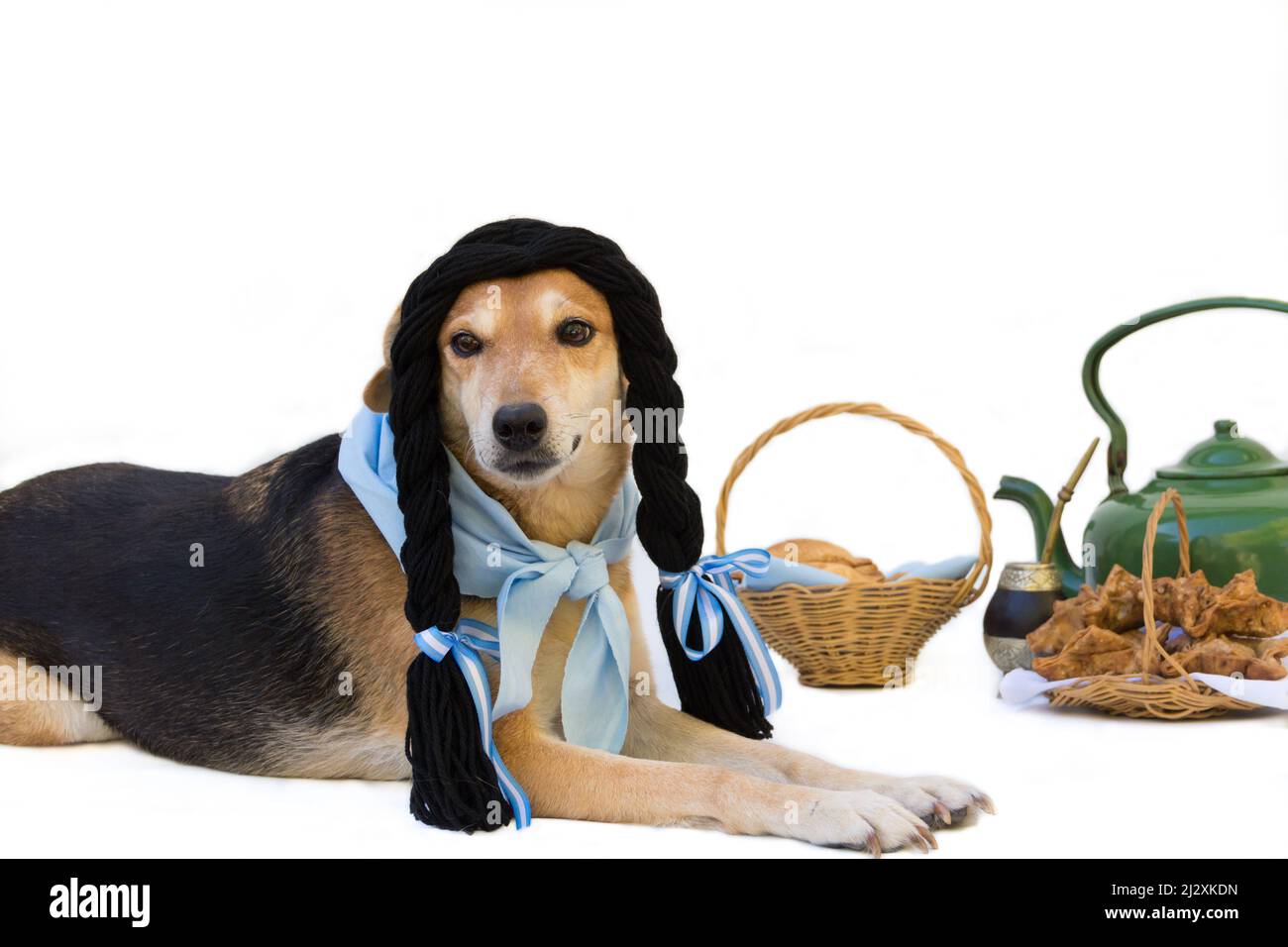 Cane con trecce nere, vestito in cina, folklore tradizionale argentino. Celebrazioni nazionali Foto Stock