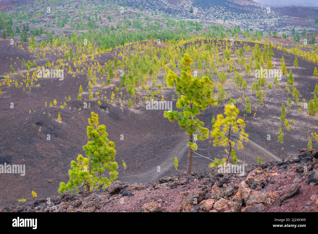 Pini delle Canarie (Pinus canariensis), Mirador de Chio, Parco Nazionale del Teide, Tenerife, Isole Canarie, Spagna, Europa Foto Stock