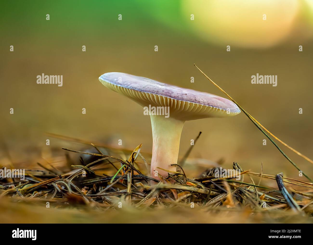 Un primo piano di un cappellino di fieno sullo sfondo sfocato Foto Stock