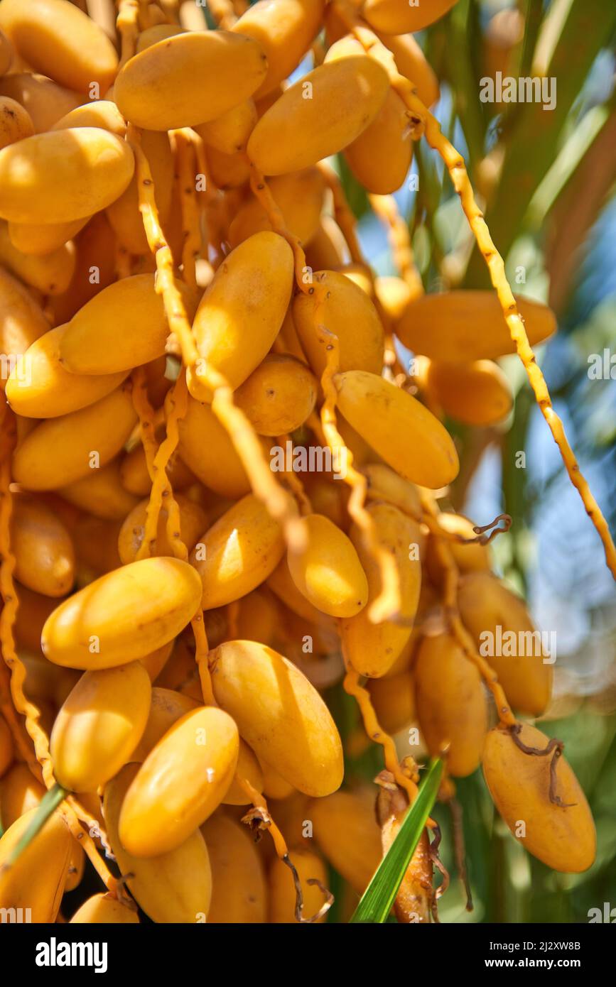 lazulli barca, egitto, fiume nilo, datteri frutta Foto Stock