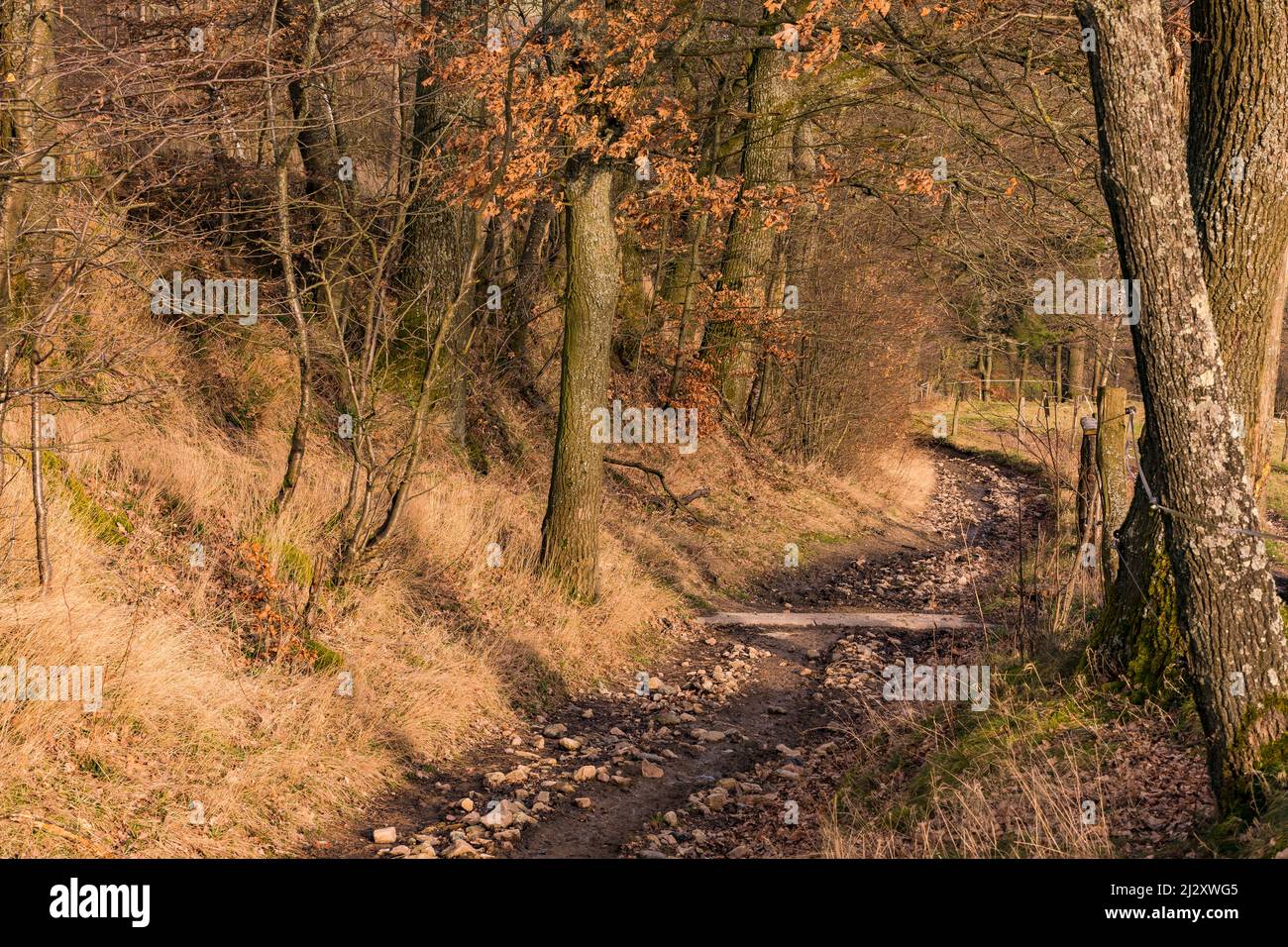 Un percorso molto profondo, con alberi, conduce lungo una collina nelle zone rurali della Germania Foto Stock