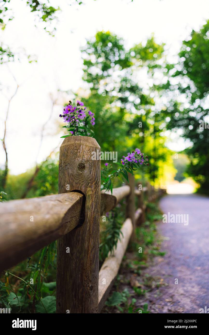 Fiori in cima ad un palo di recinzione di legno Foto Stock