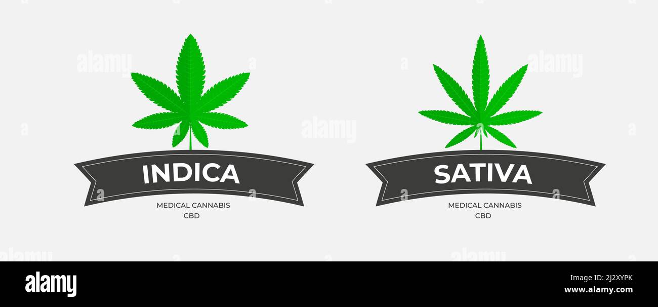 Modello grafico con logo in erba, thc organico e sbd. Emblemi vettoriali con foglie di cannabis, con nastri scuri su sfondo bianco. Indica e sativa Illustrazione Vettoriale
