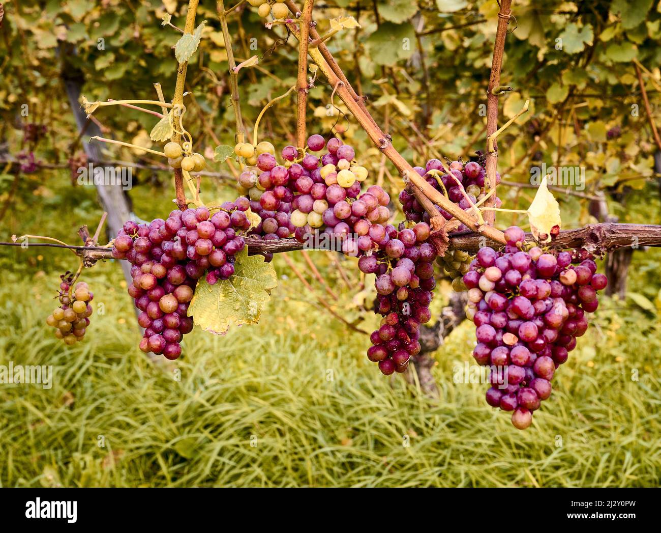 Uve Pinot Nero in attesa di vendemmia, Bad Honnef, Renania settentrionale-Vestfalia, Germania Foto Stock