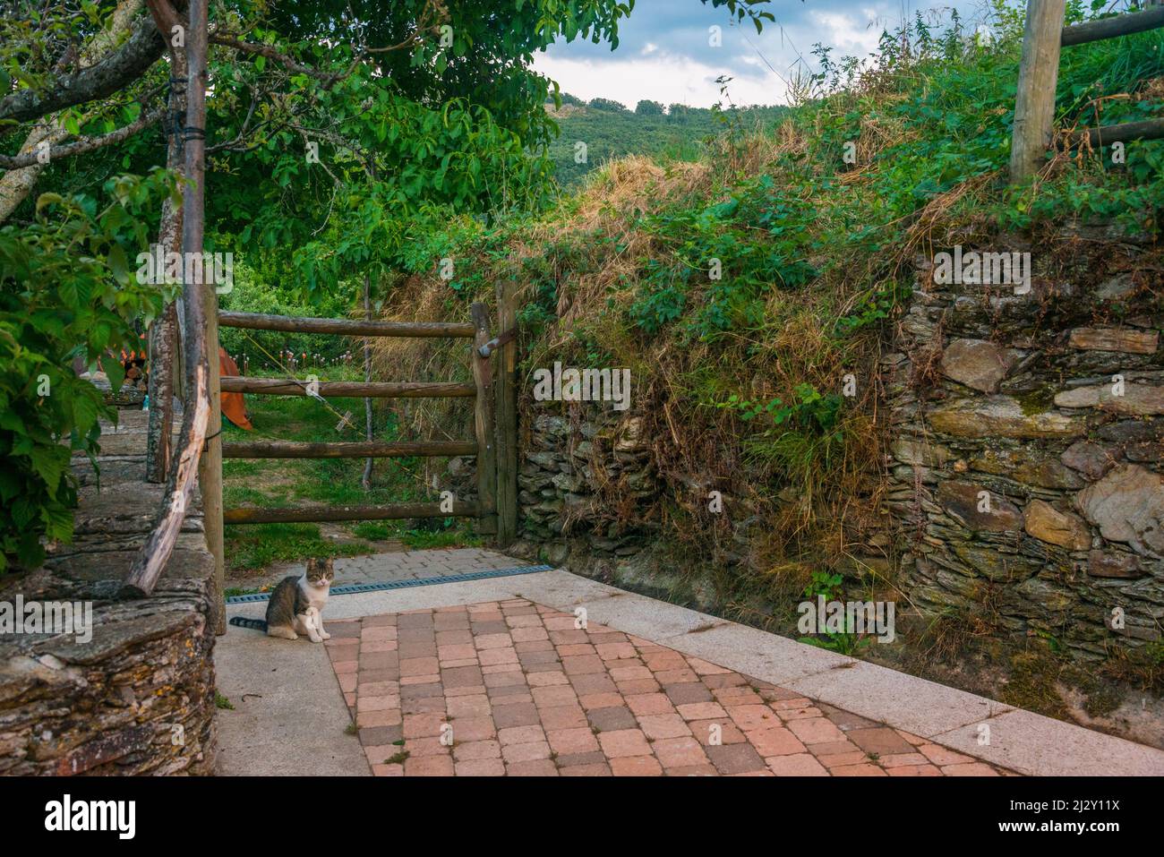 Gatto all'ingresso dei giardini di verdure. La Hiruela, provincia di Madrid, Spagna. Foto Stock