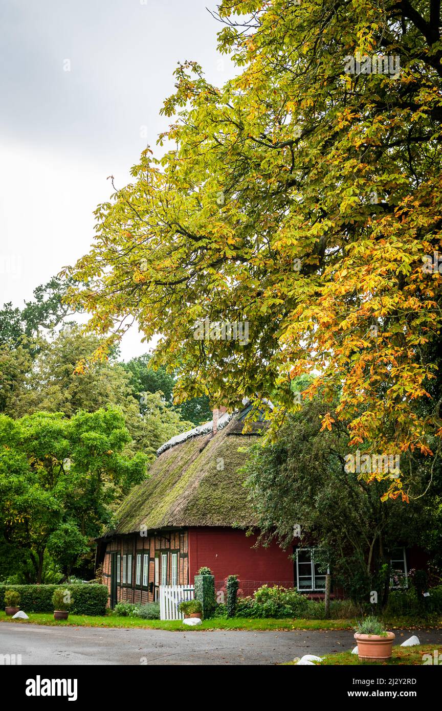 Tetto di paglia nella tenuta Panker, Lütjenburg, distretto di Plön, Hohwacht Bay, ufficio di provocst&#39 Foto Stock