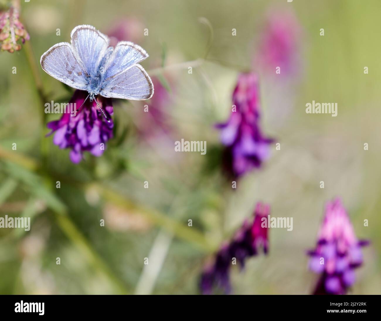 Argenteo farfalla blu alimentazione sul fiore Lupin. Alum Rock Park, contea di Santa Clara, California, Stati Uniti. Foto Stock