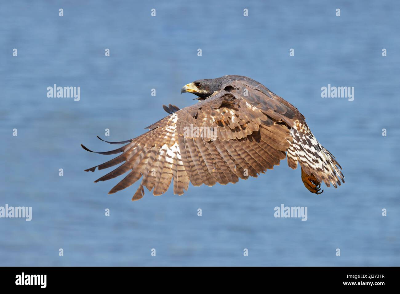 Falco nero comune - in volo Buteogallus anthracinus Tarcoles, Costa Rica BI034062 Foto Stock