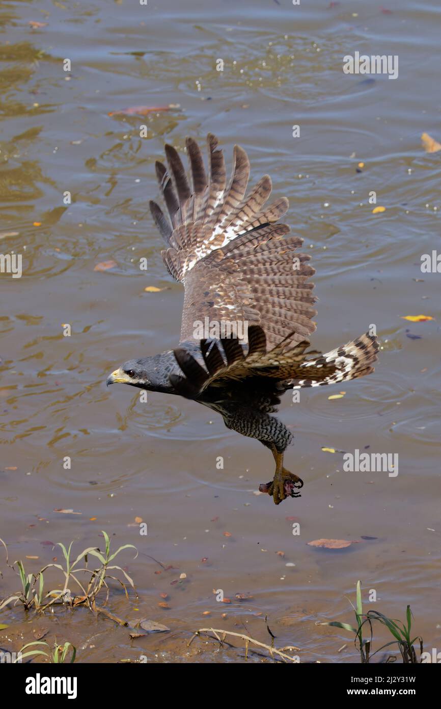 Falco nero comune - in volo Buteogallus anthracinus Tarcoles, Costa Rica BI034065 Foto Stock