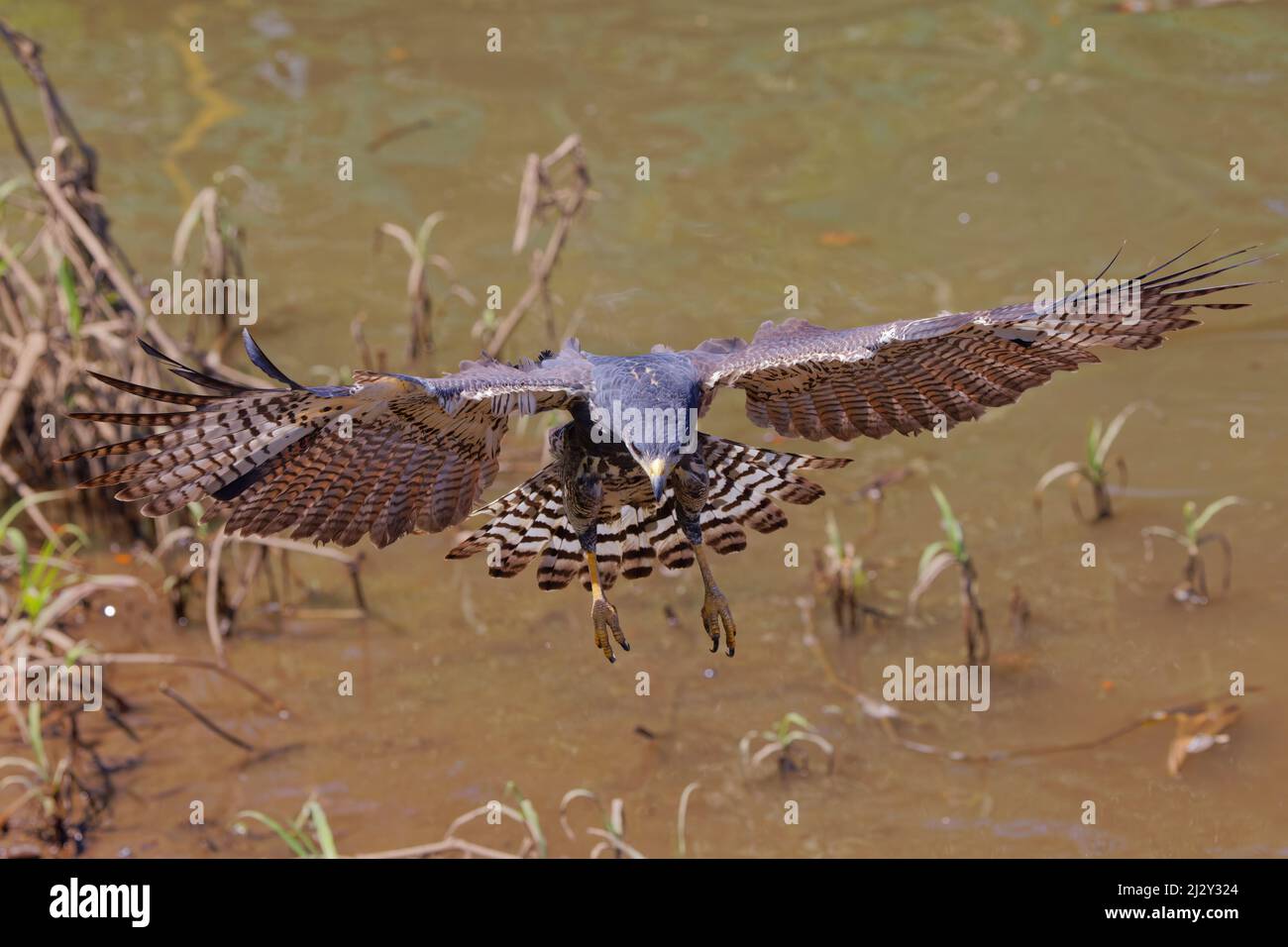 Falco nero comune - caccia Buteogallus anthracinus Tarcoles, Costa Rica BI034071 Foto Stock