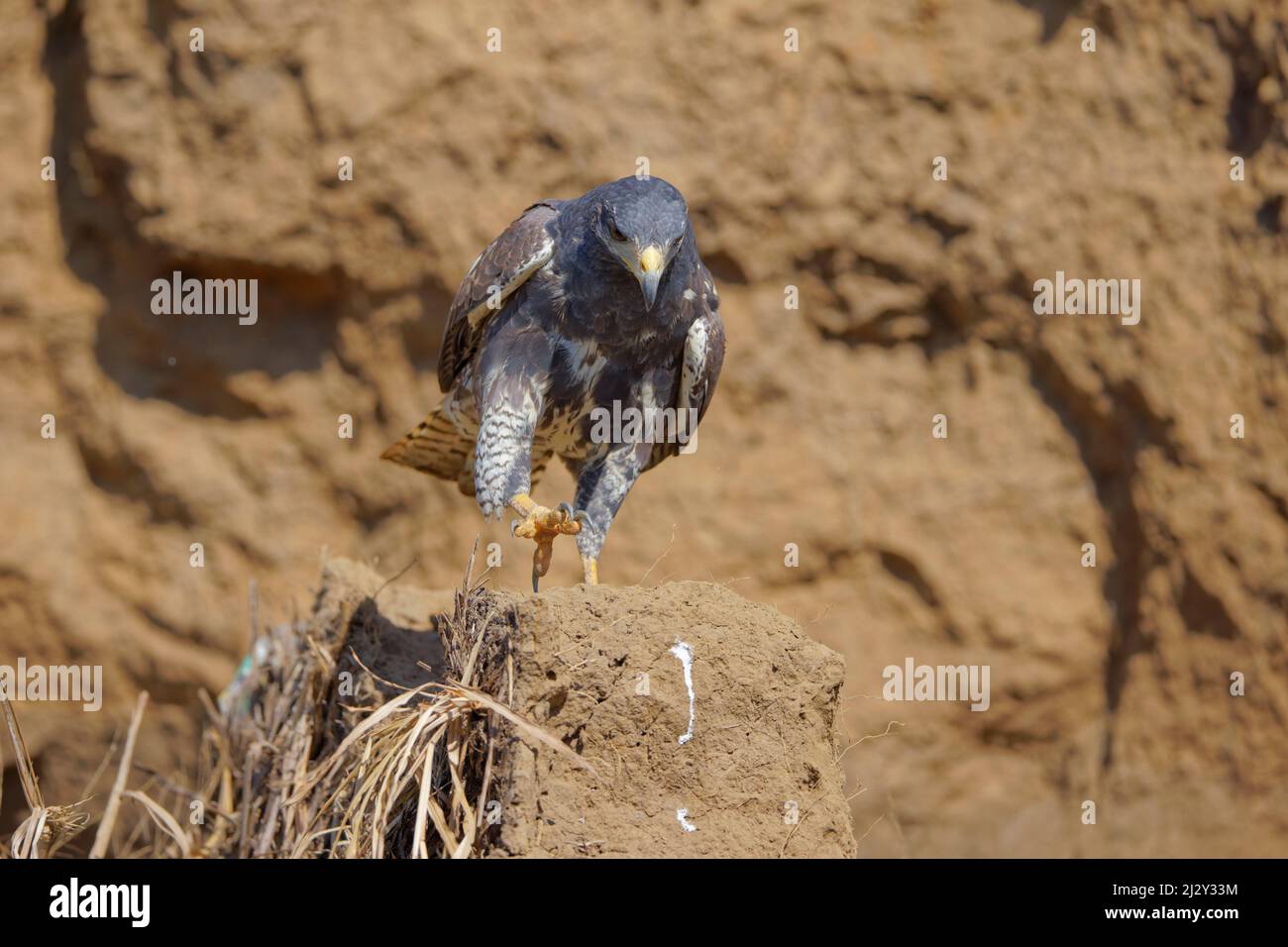 Comune falco nero Buteogallus anthracinus Tarcoles, Costa Rica BI034075 Foto Stock