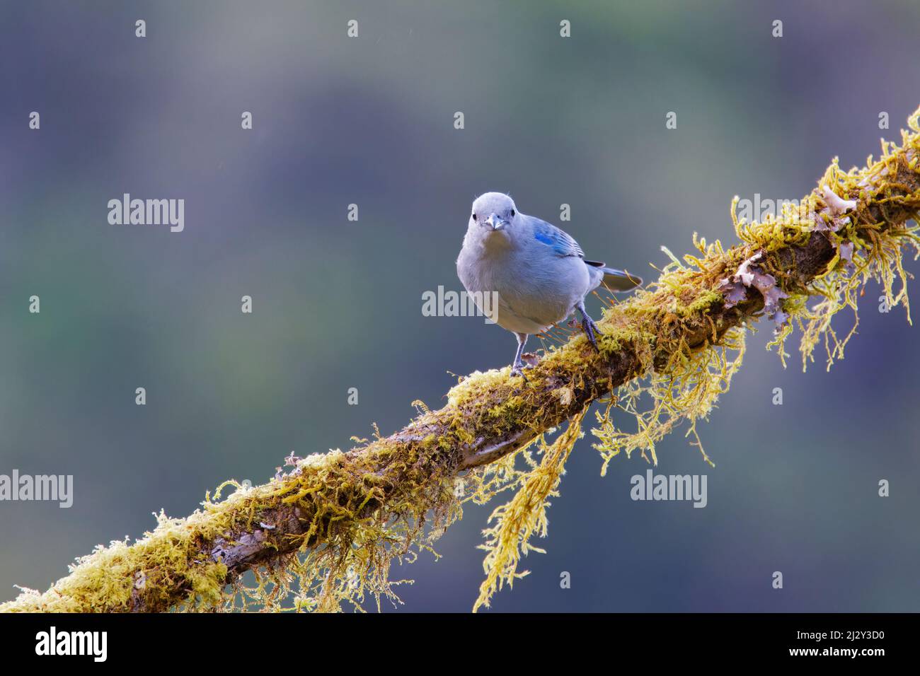 Tanager Thraupis episcopus blu-grigio San Gerardo de Dota, Costa Rica BI034145 Foto Stock