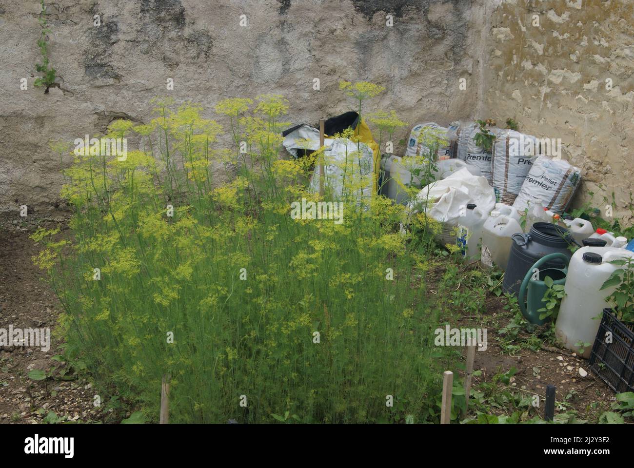 l'aneth dans un jardin à neuvy sautour,yonne,francia Foto Stock