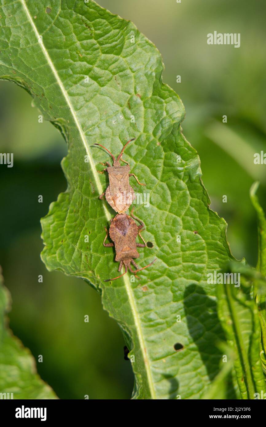 due bug che si accoppiano su una foglia verde con sfondo verde Foto Stock