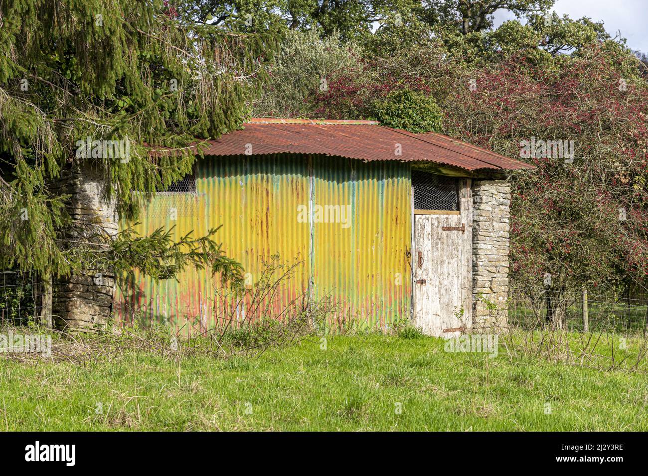 Un curioso fienile in ferro ondulato colorato o capannone in un campo vicino al villaggio Cotswold di Sevenhampton, Gloucestershire, Inghilterra Regno Unito Foto Stock