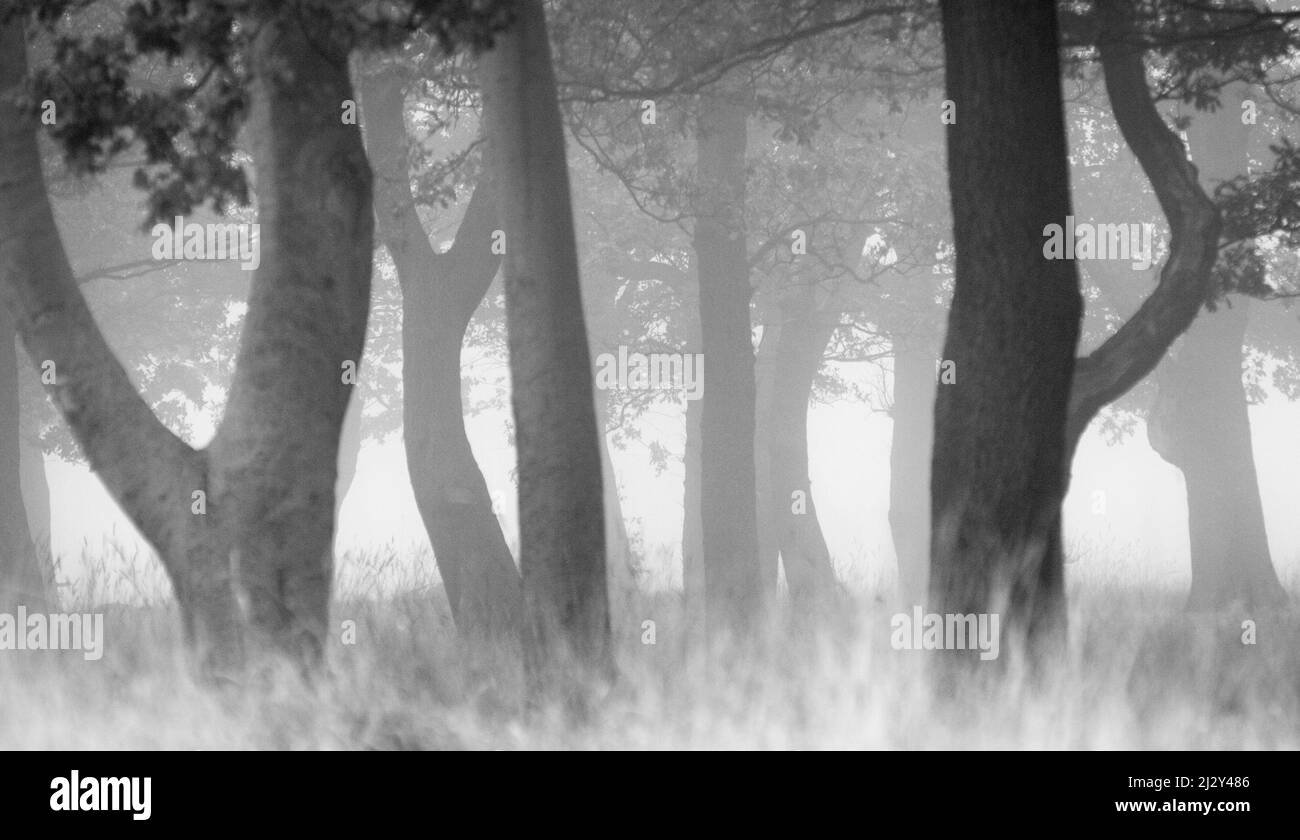 Misty Woods. Un ambiente rurale di prima mattina in una foresta inglese. Foto Stock