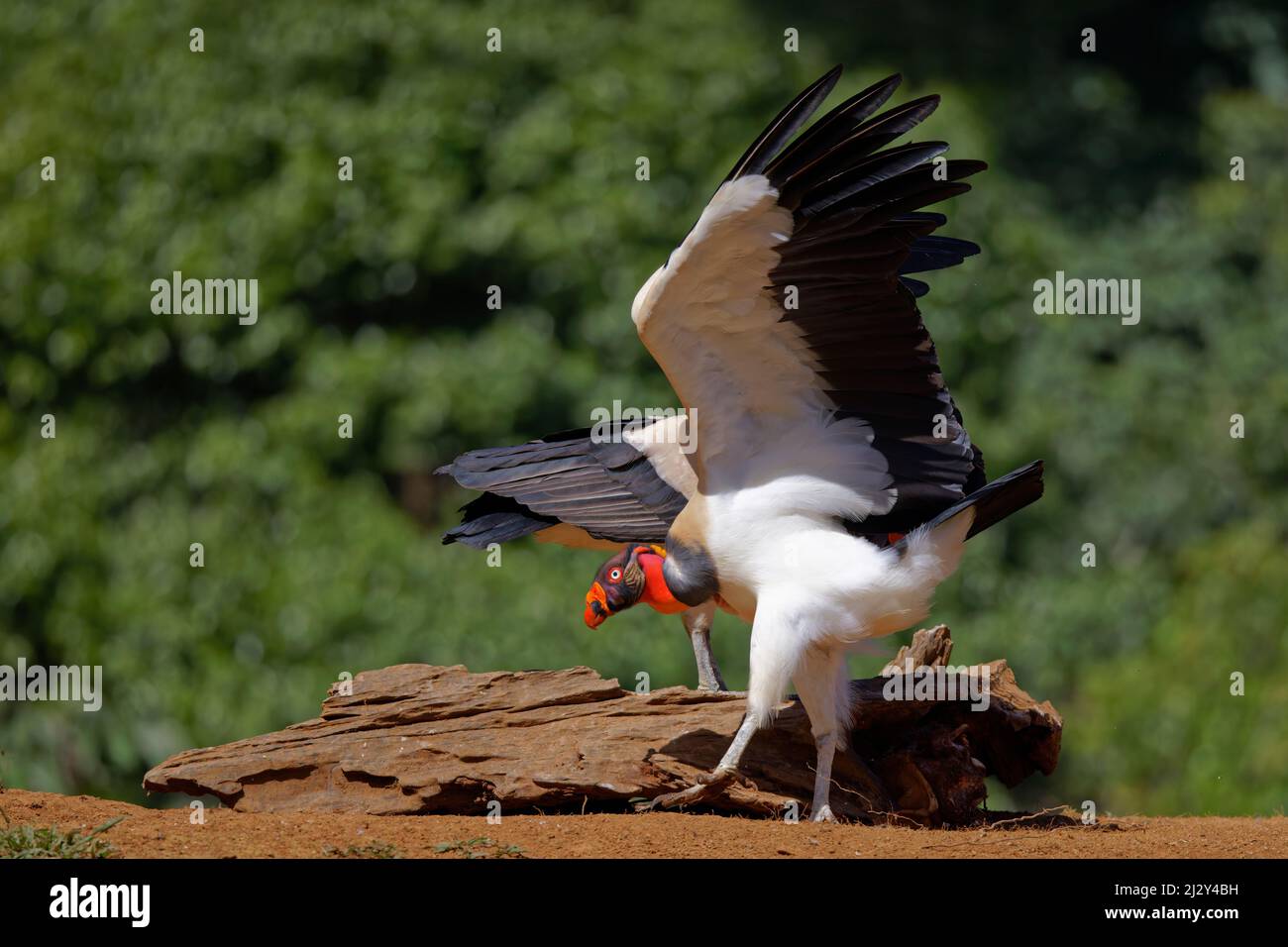 Re Vulture - mostrando aggressione Sarcoramphus papa Boco Tapada, Costa Rica BI034964 Foto Stock