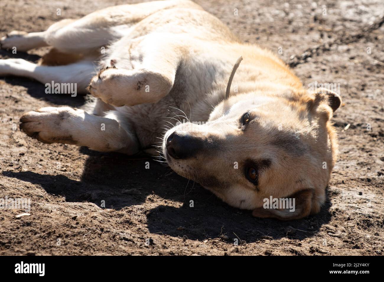 il cane affettuoso giace a terra e si crogioli ai raggi del sole primaverile. Foto Stock