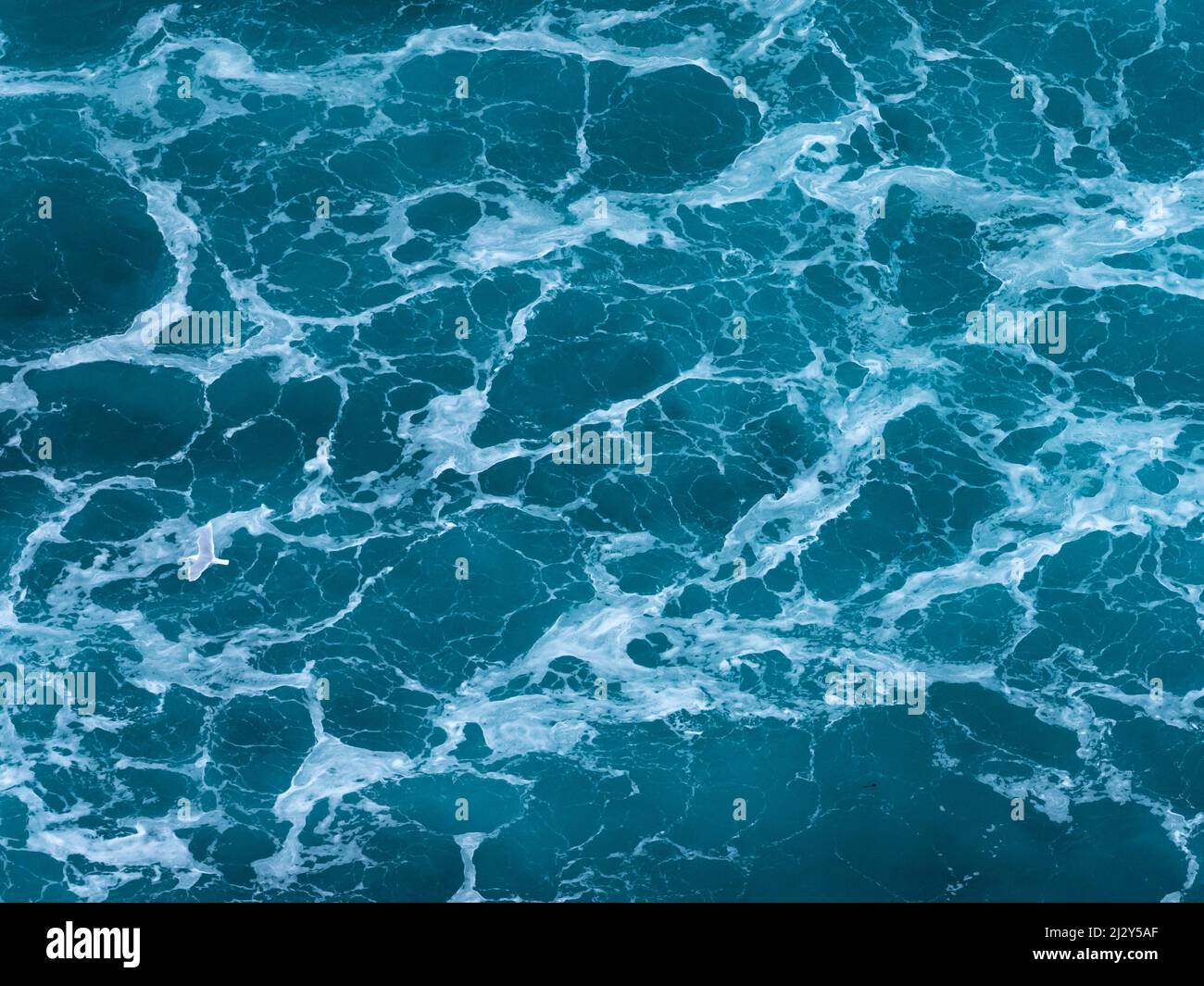 Gabbiano artico sul mare in zona surf, Larus glaucoides, riserva naturale di Hornstrandir, Islanda, Europa Foto Stock