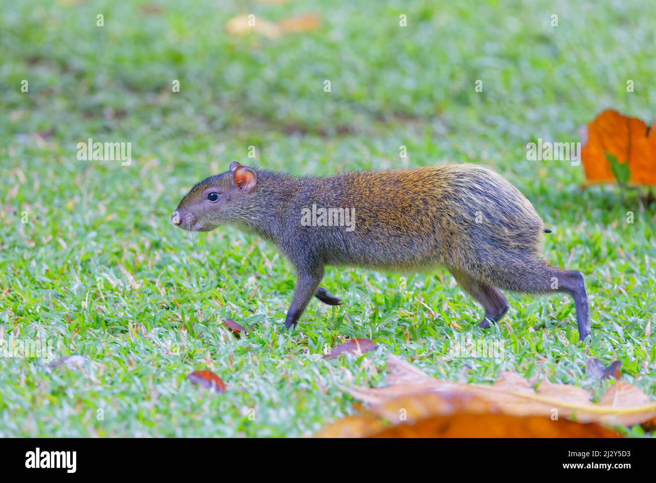 Aguti dell'America centrale Dasyprocta punctata Tarcoles, Costa Rica MA004063 Foto Stock