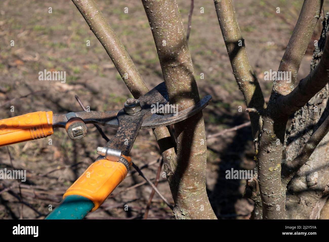 taglio primaverile con cesoie per potatura, pulizia giardino. Foto Stock