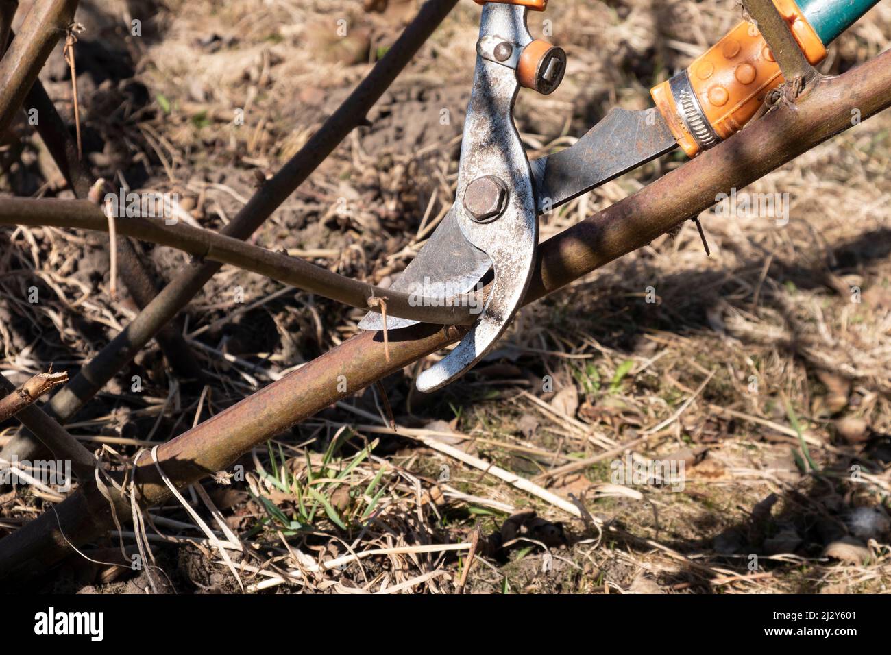 taglio alberi primaverili con forbici, pulizia giardino potatura viti. Foto Stock