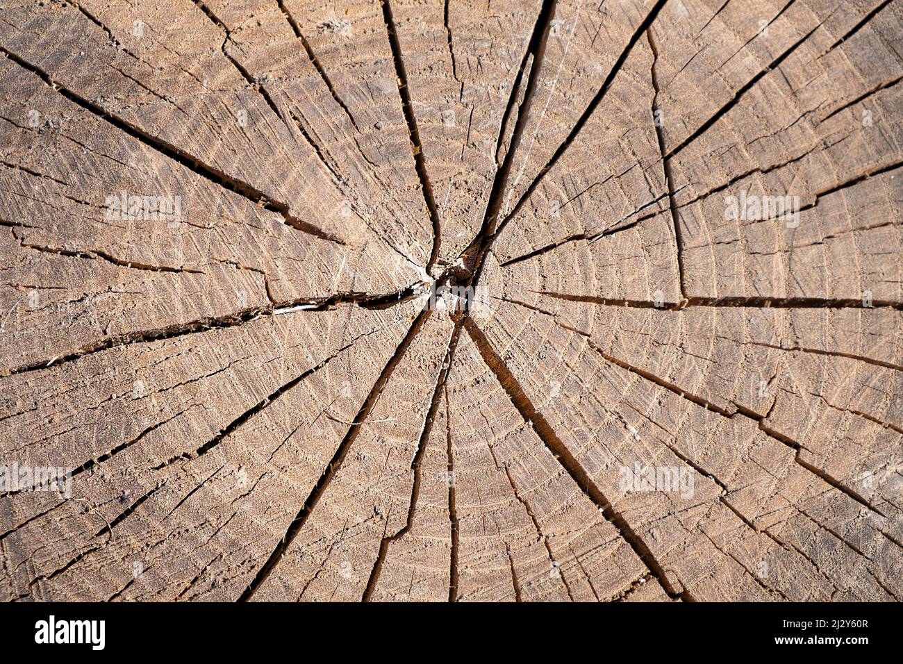 taglia la texture dell'albero di un vecchio sfondo di moncone. Foto Stock