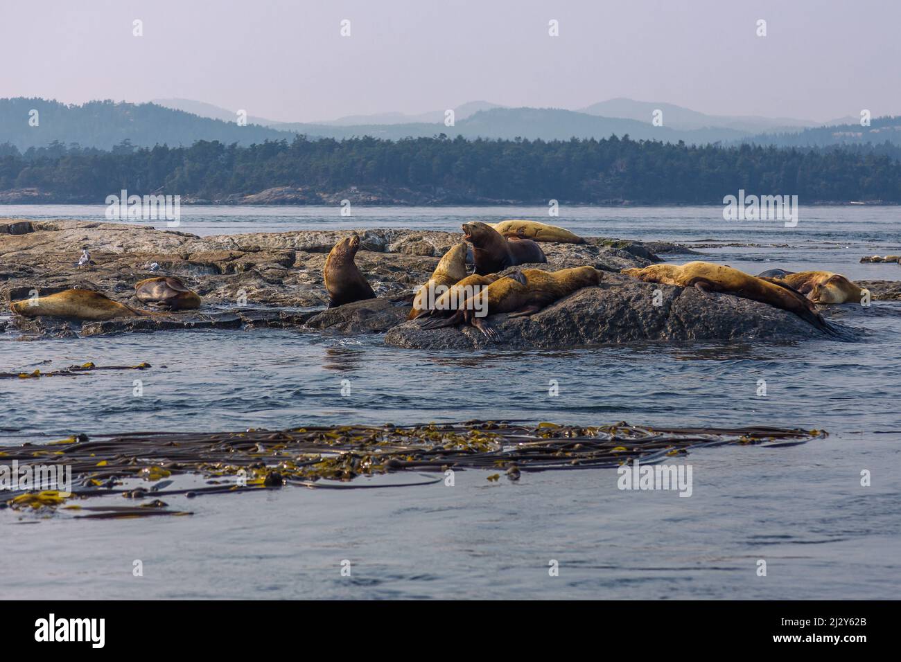 Race Rocks Island vicino a Victoria con leoni marini Steller, Juan de Fuca stretto Foto Stock