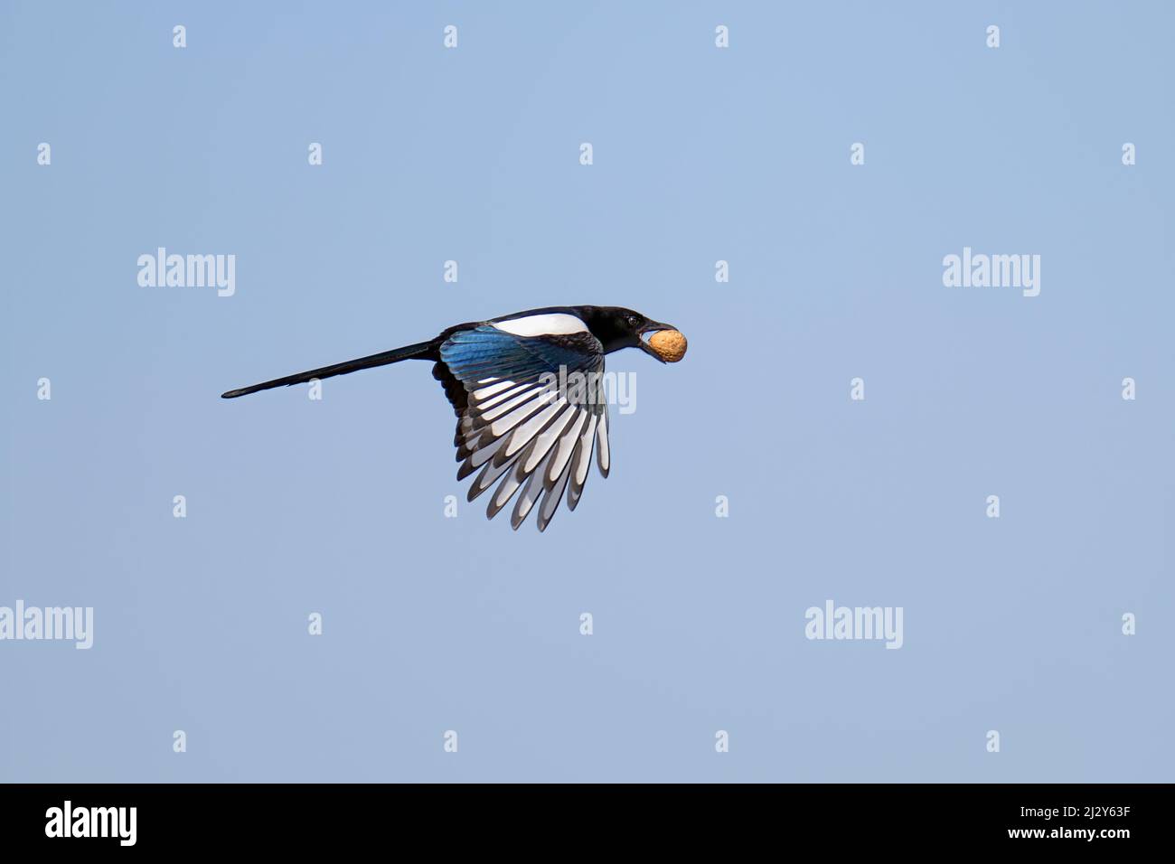 Un ladro di magpie vola sul parco e ruba noci. Foto Stock