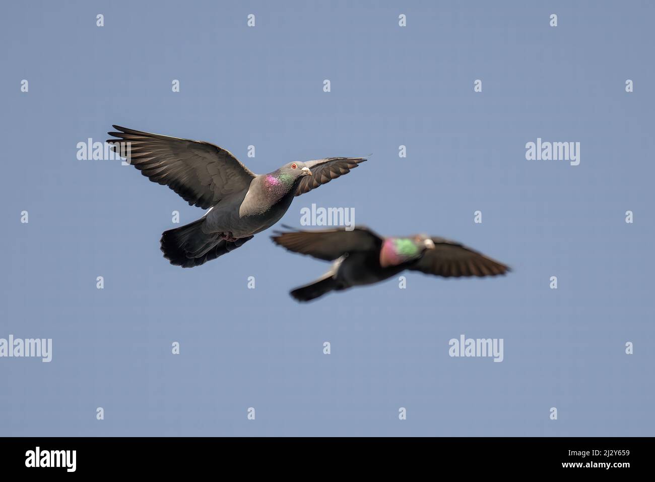 Volare piccione nel parco guardando. Landing Place. Foto Stock