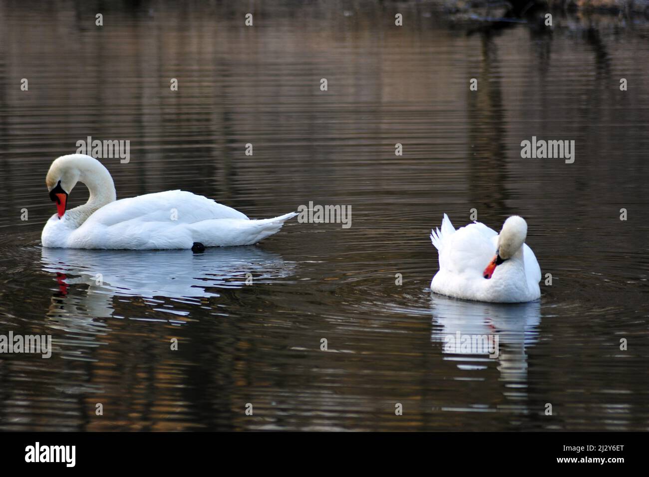 Due cigni bautiful che spazzolano le loro piume in un lago tranquillo. Foto Stock