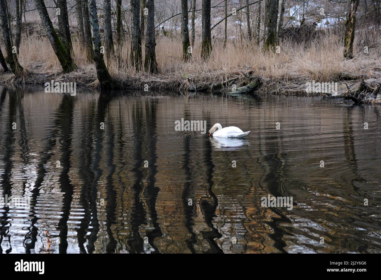 Solo cigno nuotare e mangiare nel lago tranquillo in primavera. Foto Stock